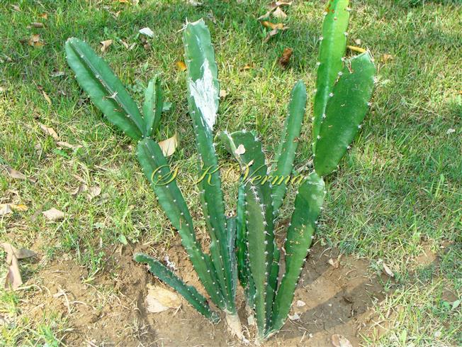  Plant